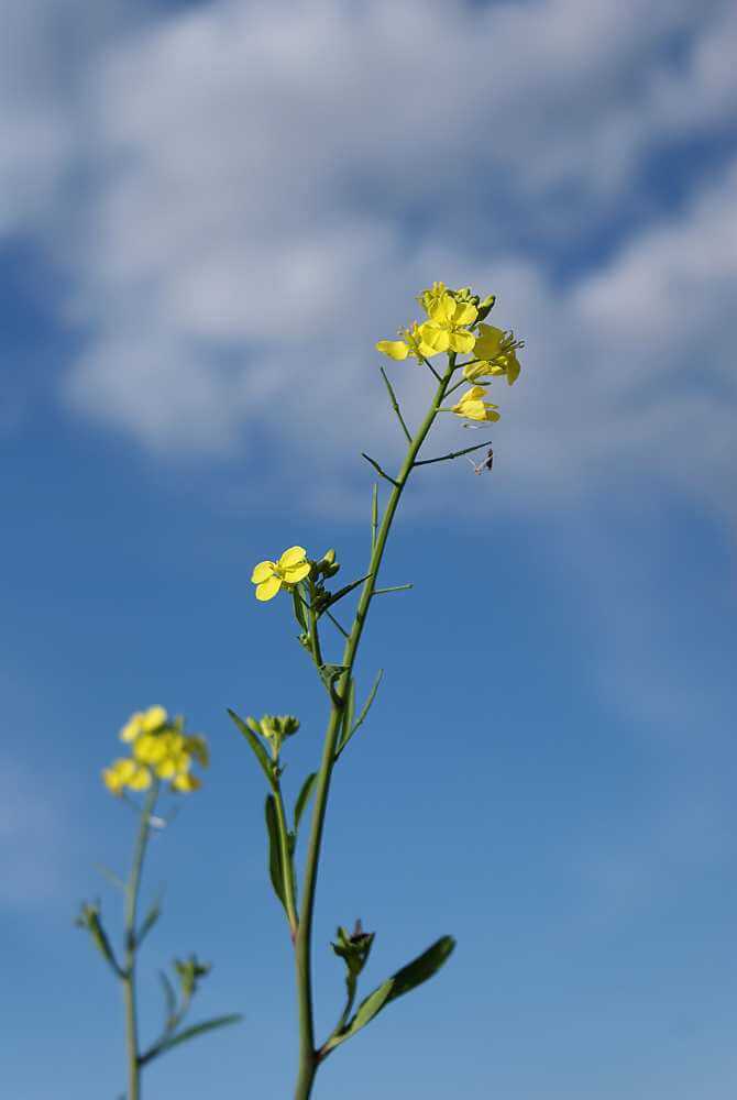 Canola plant against a cloudy sky