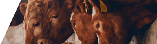 Picture of a cow eating feed