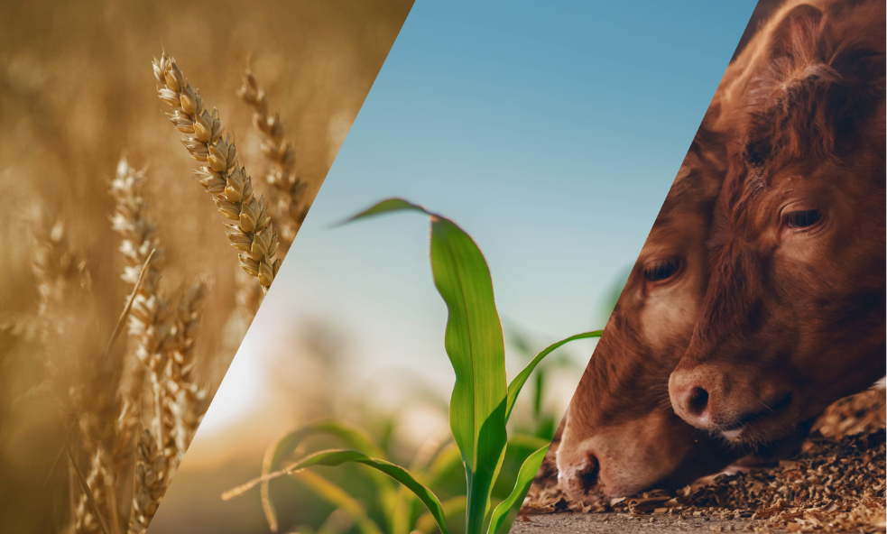 an image divided diagonally, showing a combine and grain cart harvesting,
                   a plant growing, and a cow eating