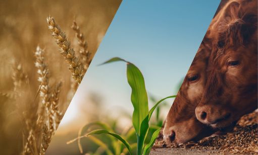 an image divided diagonally, showing a combine and grain cart harvesting,
                   an early stage field crop, and a cow eating feed