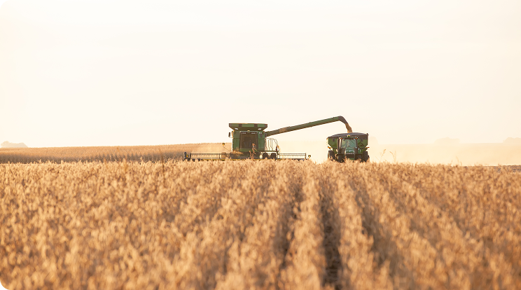 A front on picture of a combine and grain cart harvesting