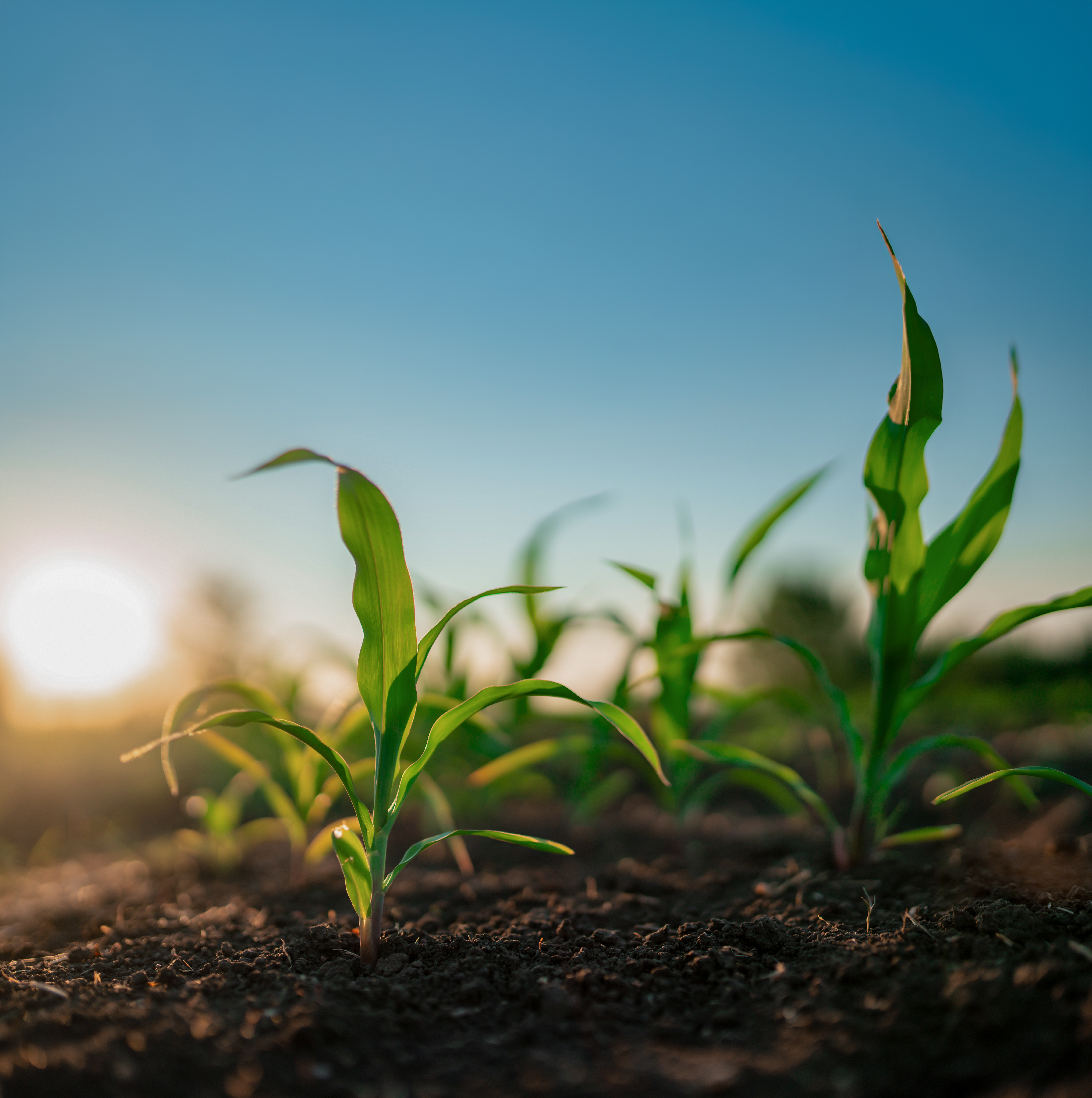 Early-stage field crop