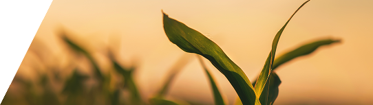 A picture of an early stage field crop