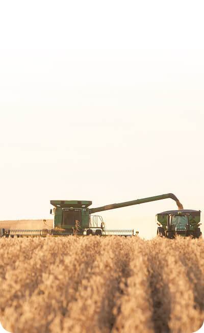 A combine and grain cart harvesting